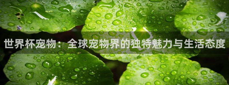 世界杯2026比赛时间表：世界杯宠物：全球宠物界的独特魅力与生活态度