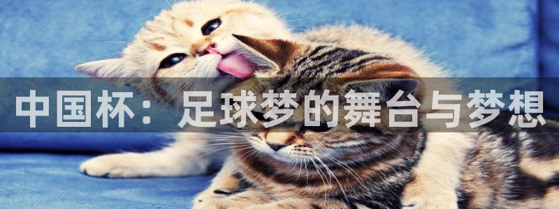 2006年世界杯：中国杯：足球梦的舞台与梦想